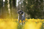 Standard Poodle