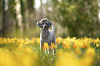 Standard Poodle