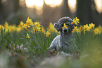 Standard Poodle