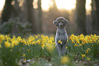 Standard Poodle