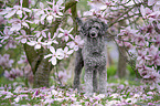 Standard Poodle