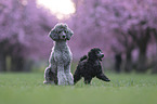 Standard Poodle