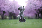 Standard Poodle
