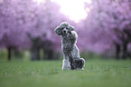 Standard Poodle