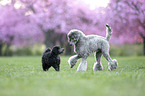 Standard Poodle