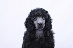 Standard Poodle puppy