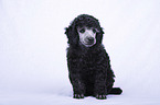 Standard Poodle puppy