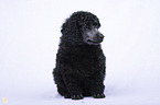 Standard Poodle puppy