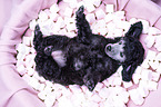Standard Poodle