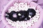 Standard Poodle puppy