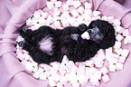 Standard Poodle puppy