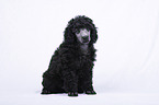 Standard Poodle puppy