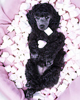 Standard Poodle puppy