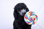 Standard Poodle puppy