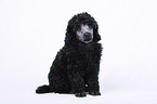 Standard Poodle