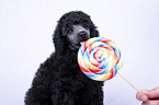 Standard Poodle puppy