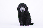 Standard Poodle puppy