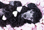 Standard Poodle