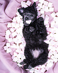 Standard Poodle