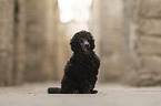 Standard Poodle