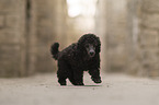 Standard Poodle puppy