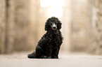 Standard Poodle puppy