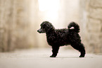 Standard Poodle