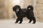 Standard Poodle puppy
