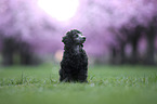 Standard Poodle