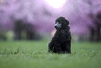 Standard Poodle puppy