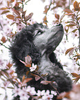 Standard Poodle puppy