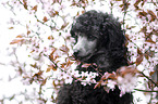 Standard Poodle