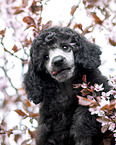 Standard Poodle puppy