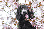 Standard Poodle