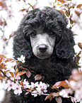 Standard Poodle puppy
