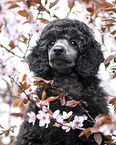Standard Poodle
