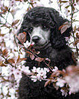 Standard Poodle