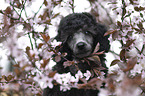 Standard Poodle puppy