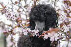 Standard Poodle puppy