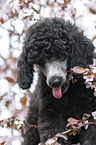 Standard Poodle puppy