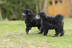 Standard Poodle