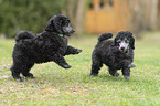 Standard Poodle puppy