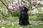 Standard Poodle puppy