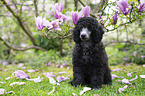 Standard Poodle