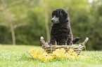 Standard Poodle puppy