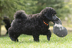 Standard Poodle