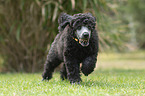 Standard Poodle