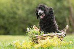 Standard Poodle puppy