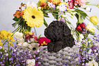 Standard Poodle puppy