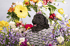Standard Poodle puppy